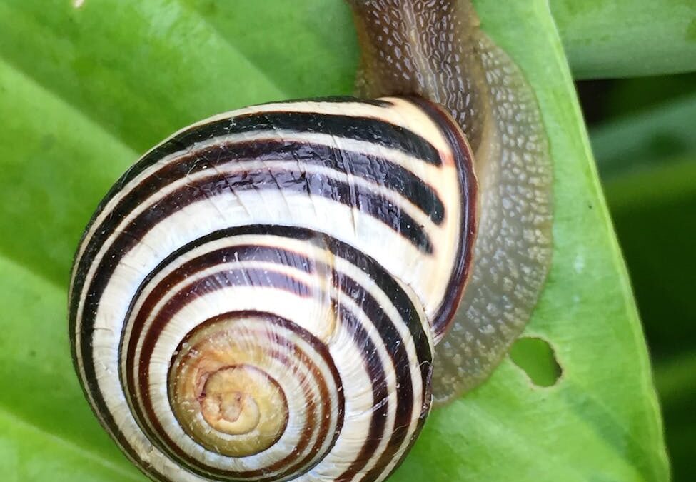 white black and brown snail on green leaf