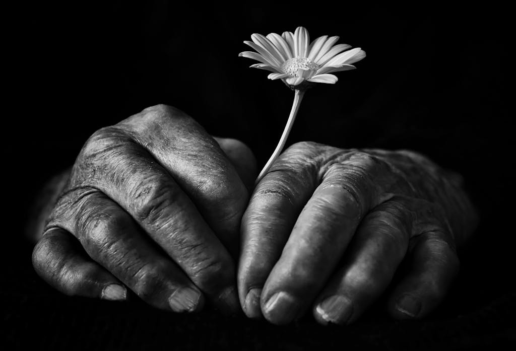 Massage en fin de vie imminente 5 Close-up of elderly hands holding a single flower on a dark background, highlighting age and beauty.